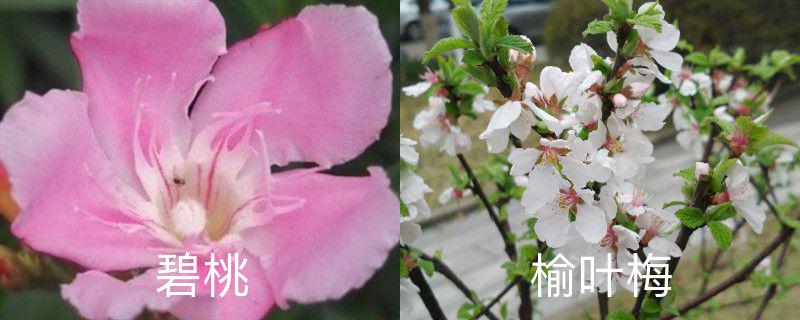 碧桃和榆叶梅的区别,分别怎么养护 碧桃和榆叶梅的区别,分别怎么养护