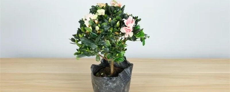 刚买回来的植物怎么种,怎么缓苗 刚买回来的植物怎么种,怎么缓苗