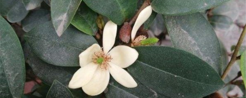 含笑花的养殖方法和注意事项 含笑花的养殖方法和注意事项