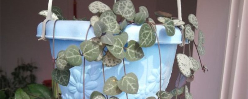 爱之蔓植物怎么养,太长了怎么办 爱之蔓植物怎么养,太长了怎么办