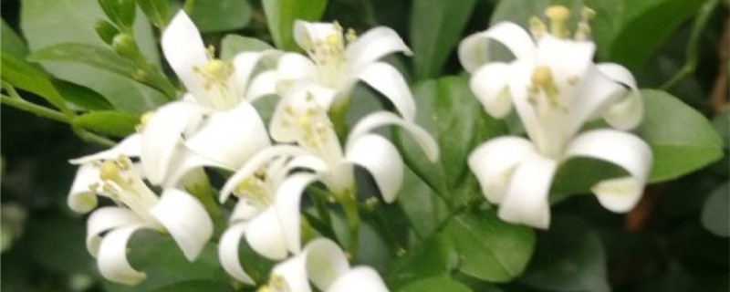 九里香叶子发黄怎么回事,黄叶怎么办 九里香叶子发黄怎么回事,黄叶怎么办