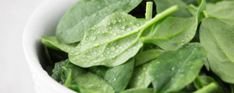 冰菜一年可以种几次 冰菜一年可以种几次