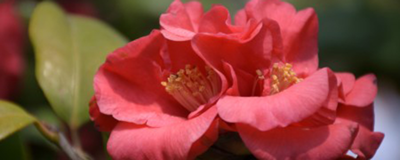 山茶花是什么 山茶花是什么