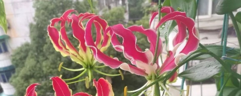 嘉兰百合怎么种,什么时候种 嘉兰百合怎么种,什么时候种