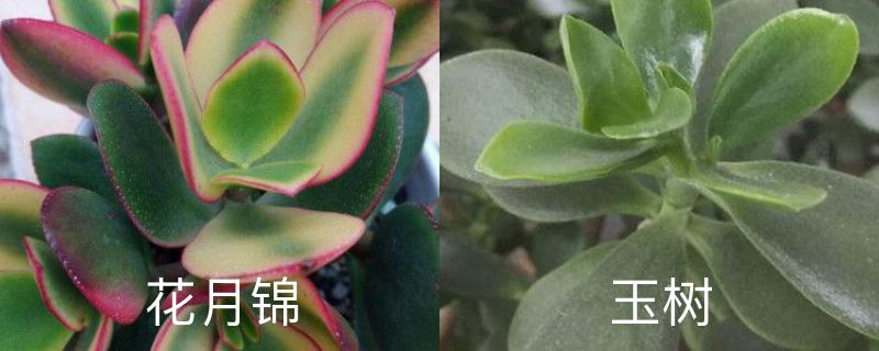 花月锦和玉树的区别,分别怎么养护 花月锦和玉树的区别,分别怎么养护