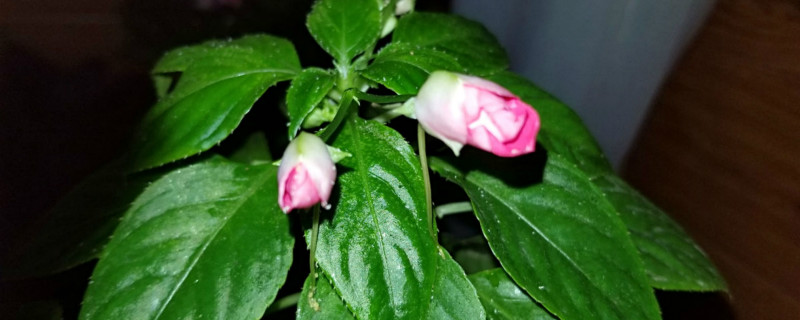 玻璃翠花的养殖方法，怎么扦插