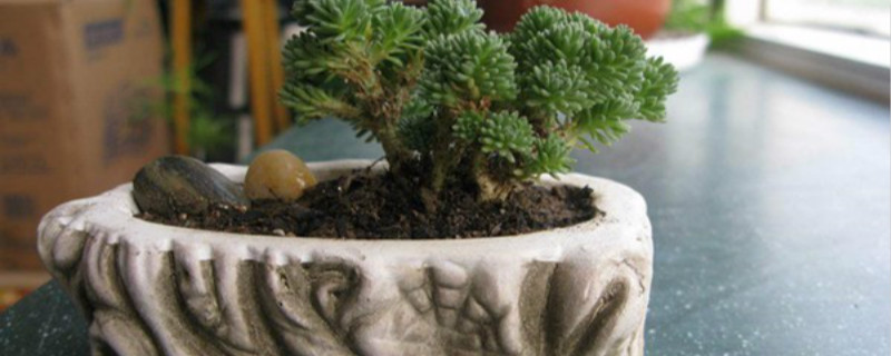 球松开花了怎么办,开花后怎么养护 球松开花了怎么办,开花后怎么养护