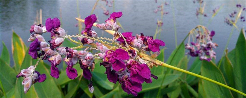 再力花的种植方法,什么时候种植 再力花的种植方法,什么时候种植