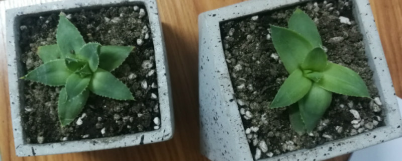 芦荟女王怎么播种,什么时候播种 芦荟女王怎么播种,什么时候播种