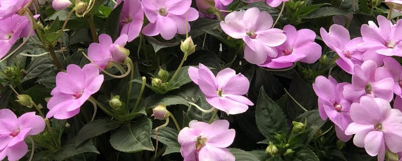 非洲凤仙花为什么花骨朵掉了,掉花苞怎么办 非洲凤仙花为什么花骨朵掉了,掉花苞怎么办