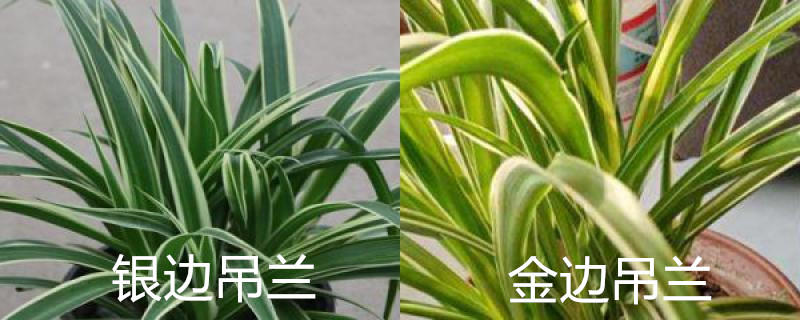 银边吊兰和金边吊兰有什么区别,分别怎么养护 银边吊兰和金边吊兰有什么区别,分别怎么养护