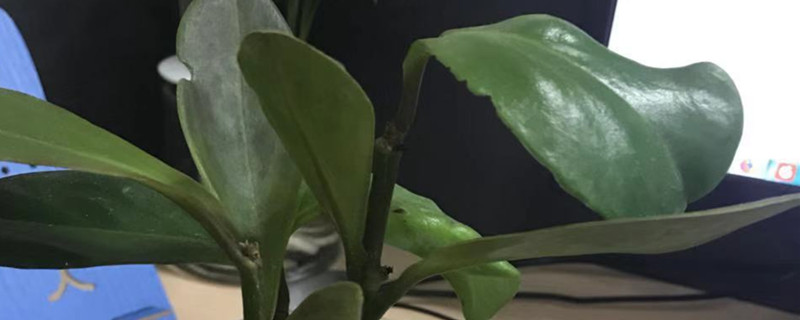 紫边碧玉椒草浇水多了怎么办,怎么浇水 紫边碧玉椒草浇水多了怎么办,怎么浇水