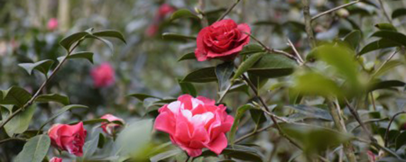 茶花喜欢酸性还是碱性 茶花喜欢酸性还是碱性