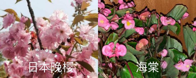 日本晚樱和海棠的区别,分别怎么养护 日本晚樱和海棠的区别,分别怎么养护