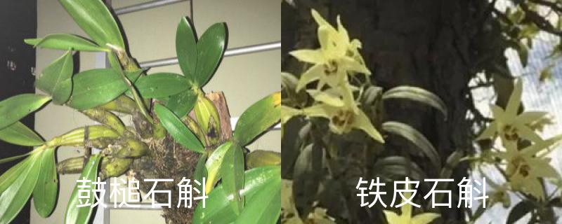 鼓槌石斛与铁皮石斛区别,分别怎么养护 鼓槌石斛与铁皮石斛区别,分别怎么养护
