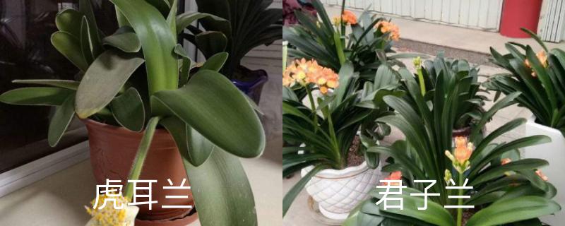 虎耳兰与君子兰的区别,分别怎么养护 虎耳兰与君子兰的区别,分别怎么养护