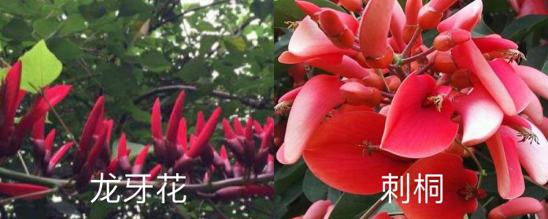 龙牙花和刺桐区别,分别怎么养护 龙牙花和刺桐区别,分别怎么养护