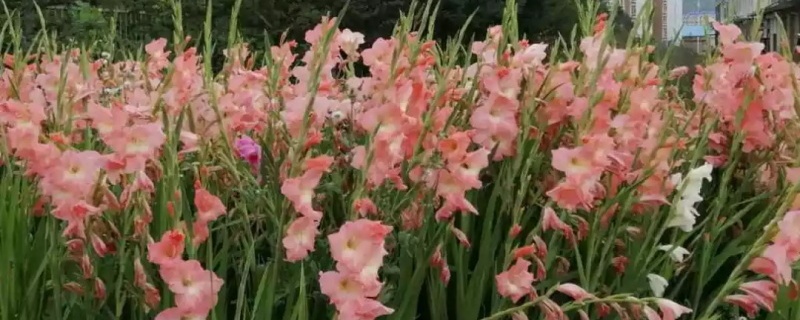 唐菖蒲开花后怎么处理,开花后怎么养护 唐菖蒲开花后怎么处理,开花后怎么养护