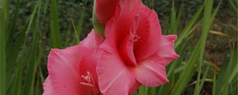 唐菖蒲什么时候种植,怎么种植 唐菖蒲什么时候种植,怎么种植