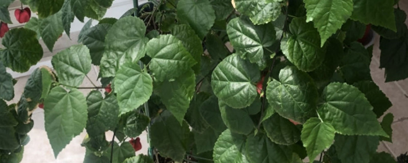 蔓性风铃花怎么搭架,怎么养护 蔓性风铃花怎么搭架,怎么养护