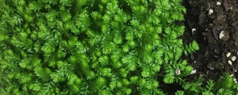 翠云草的繁殖方法,什么时候繁殖 翠云草的繁殖方法,什么时候繁殖