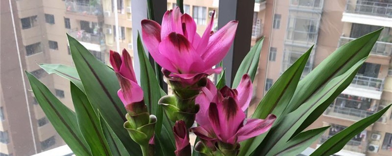 姜荷花叶子尖发黄怎么回事,叶尖发黄怎么办 姜荷花叶子尖发黄怎么回事,叶尖发黄怎么办