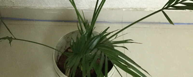 散尾竹和凤尾竹的区别,开花了怎么处理 散尾竹和凤尾竹的区别,开花了怎么处理