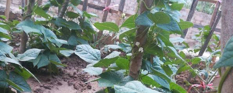 菜豆的种植方法和时间 菜豆的种植方法和时间