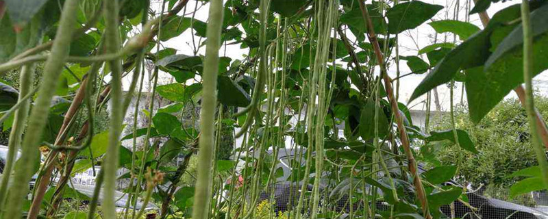 豇豆种植时间和方法 豇豆种植时间和方法