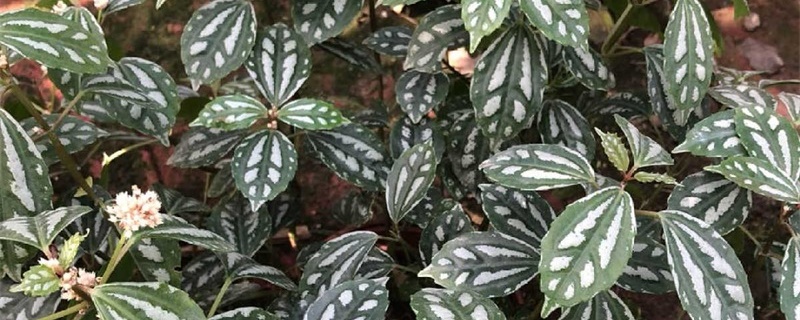 冷水花怎么浇水 冷水花怎么浇水