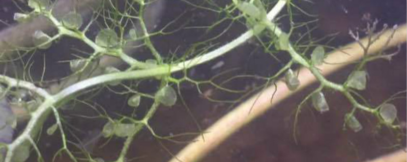 狸藻怎么养,狸藻是什么植物 狸藻怎么养,狸藻是什么植物