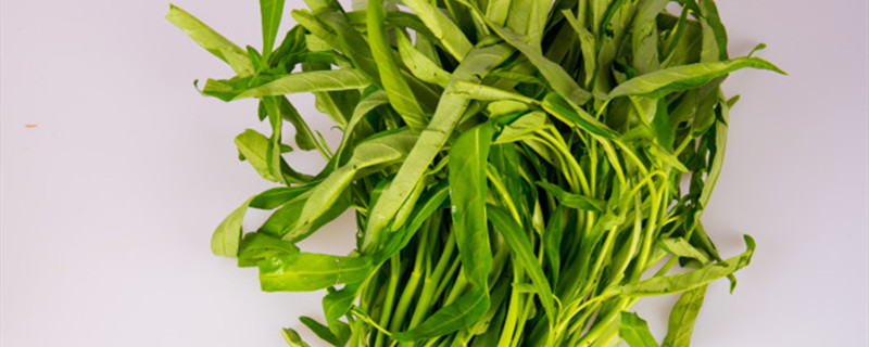 空心菜的种植方法,什么时候种植 空心菜的种植方法,什么时候种植