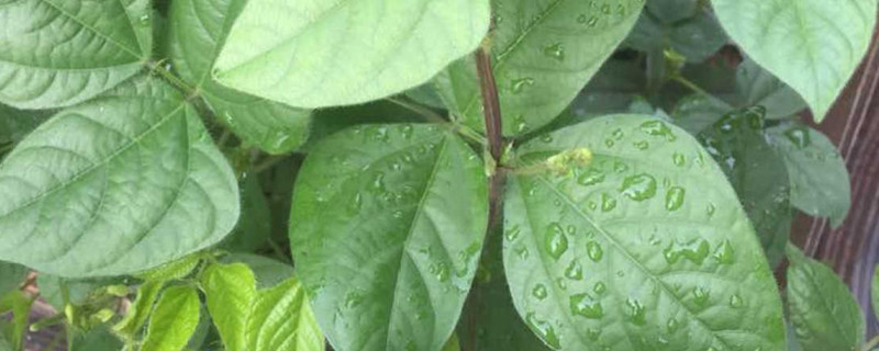 绿豆苗的种植方法,什么时候种植 绿豆苗的种植方法,什么时候种植