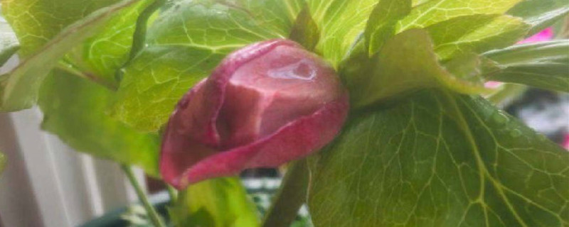 铁筷子花怎么养,如何度夏 铁筷子花怎么养,如何度夏