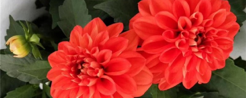小丽花怎么种,什么时候种 小丽花怎么种,什么时候种