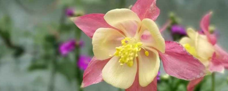 耧斗菜开花后怎么处理,开花后怎么养 耧斗菜开花后怎么处理,开花后怎么养