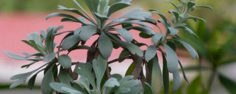 芙蓉菊怎么修剪,什么时候修剪 芙蓉菊怎么修剪,什么时候修剪