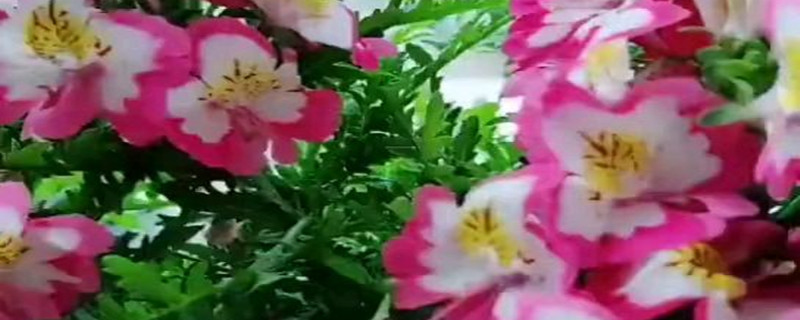 蛾蝶花怎么种,什么时候播种 蛾蝶花怎么种,什么时候播种