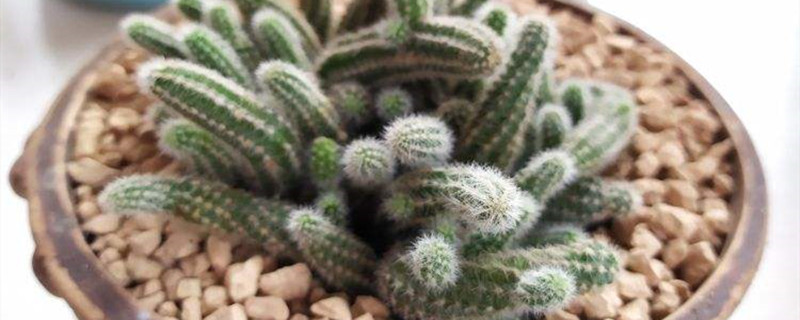 仙人指开花后怎么修剪