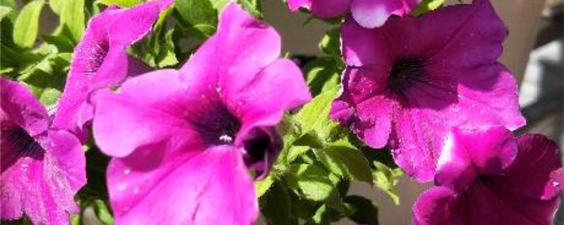 矮牵牛开花的时候施肥吗 矮牵牛开花的时候施肥吗