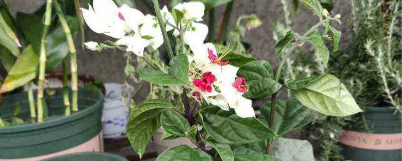 龙吐珠开花后怎样修剪 龙吐珠开花后怎样修剪