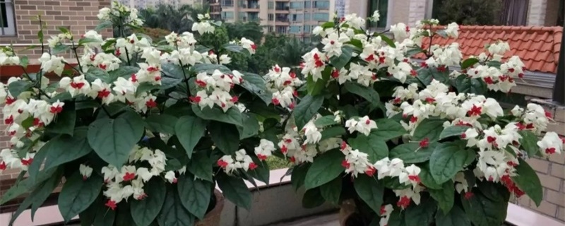 龙吐珠种子怎么样种植 龙吐珠种子怎么样种植