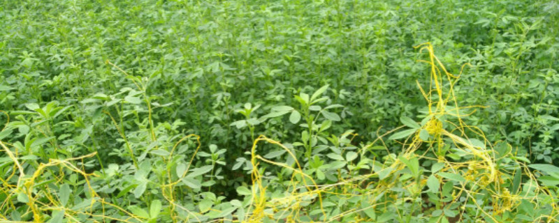 苜蓿种植时间和要点 苜蓿种植时间和要点