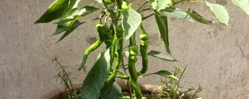青椒种植时间及技术要点 青椒种植时间及技术要点