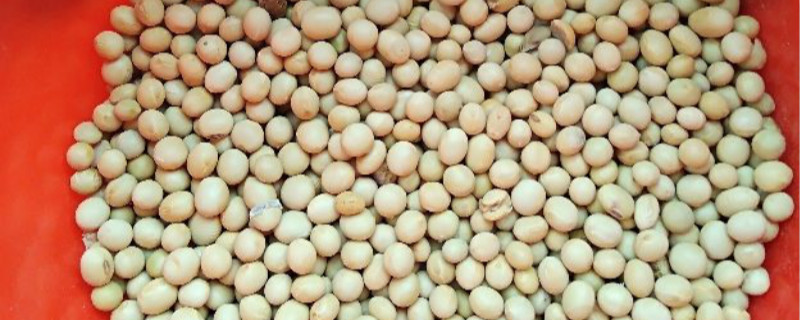春大豆种植时间和方法 春大豆种植时间和方法