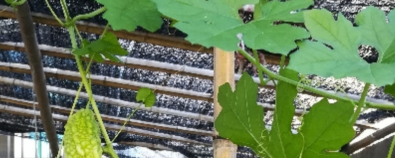 金铃子盆栽种植方法,什么时候种植 金铃子盆栽种植方法,什么时候种植