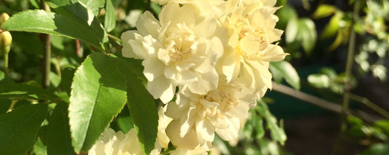 木香花花语和寓意 木香花花语和寓意