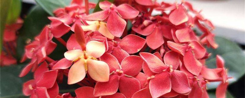 龙船花开花时可以换盆吗 龙船花开花时可以换盆吗
