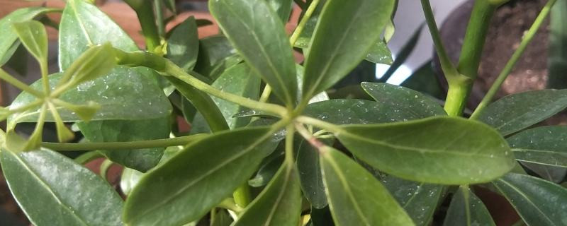 鸭掌木春天淋雨水好吗 鸭掌木春天淋雨水好吗