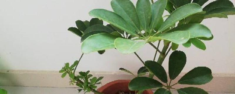 鸭掌木春天可以换盆吗 鸭掌木春天可以换盆吗